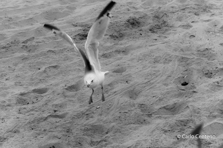 13 Rockaways-1002533