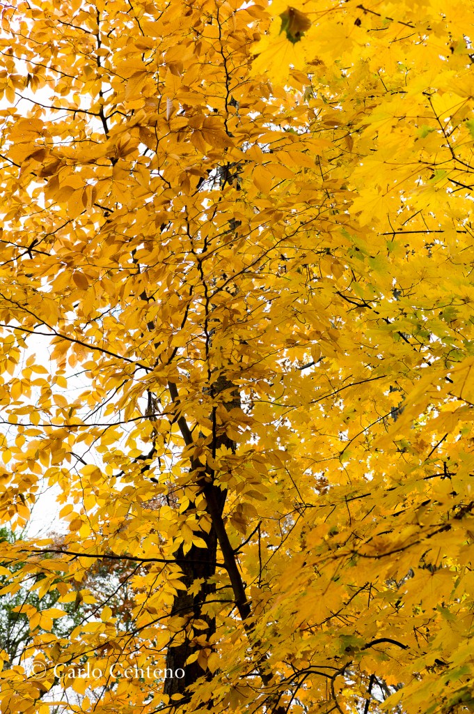 14 Fall Yel+Red-1004380