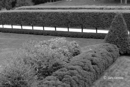 BW hedge trees P1020235