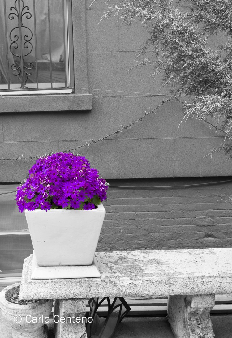 16 Bklyn Street SpotFlowers-1006634