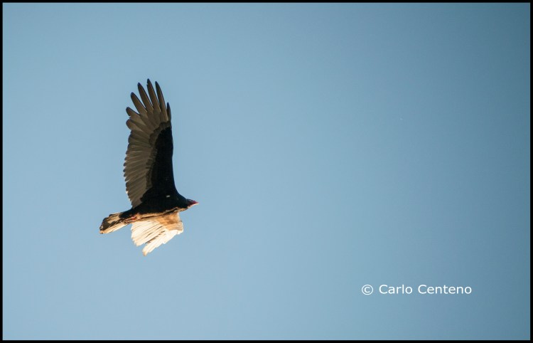 16-turkeyvulture_dsc0931