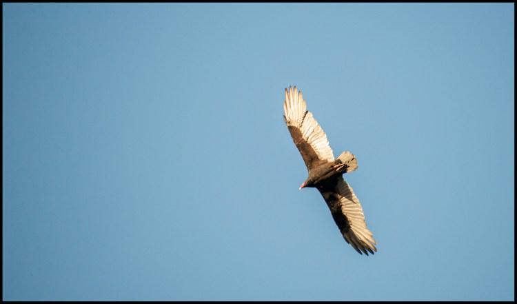 16-turkeyvulture_dsc0937